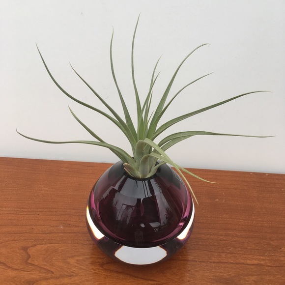 Rogaska Fashionably Late Amethyst Vase + Airplant - Picture 5 of 5